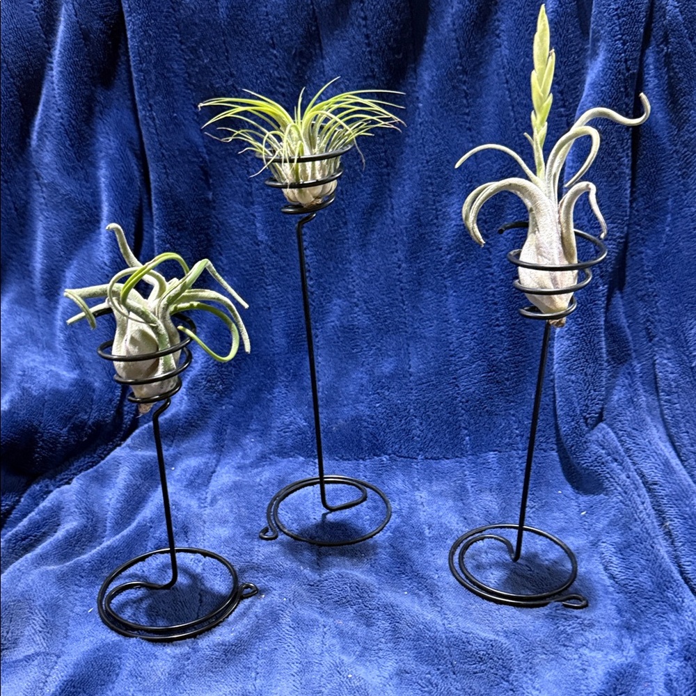 3 Metal Spiral Air Plant Stands- Black
